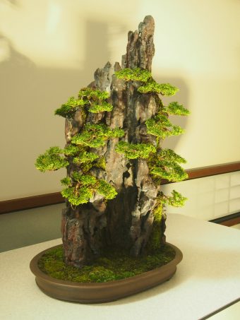 Shinpaku Juniper