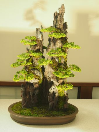 Shinpaku Juniper