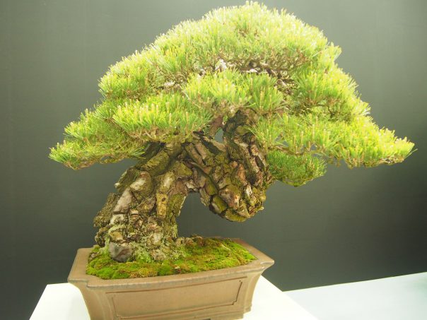 Japanese Red Pine (Akamatsu)