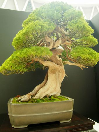 Shinpaku Juniper