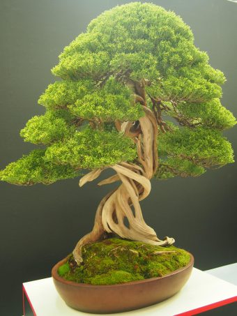 Shinpaku Juniper