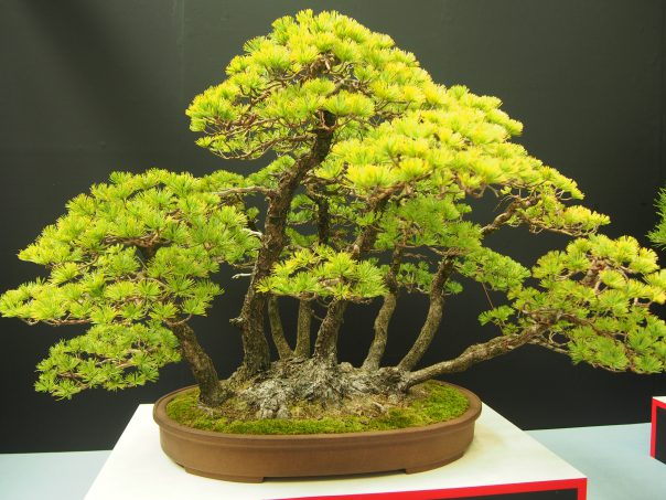 Five Needle Pine