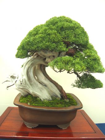 Shinpaku Juniper