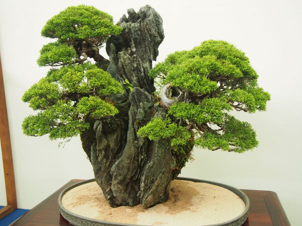 Shinpaku Juniper