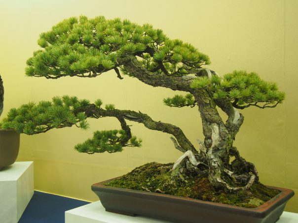 Five Needle Pine