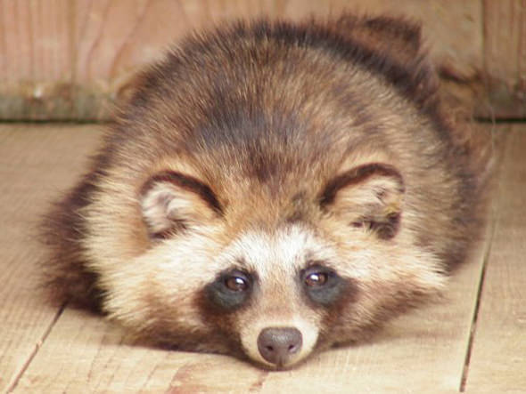 What is a Tanuki? : Hiro8 Japanese Culture Blog