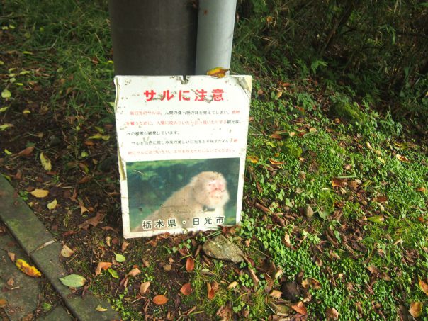 Notice of Wild Monkeys