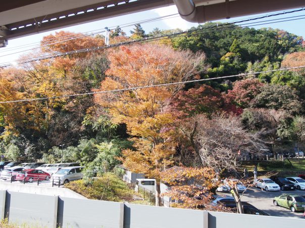 Autumn Leaves from Takaosan Guchi Station