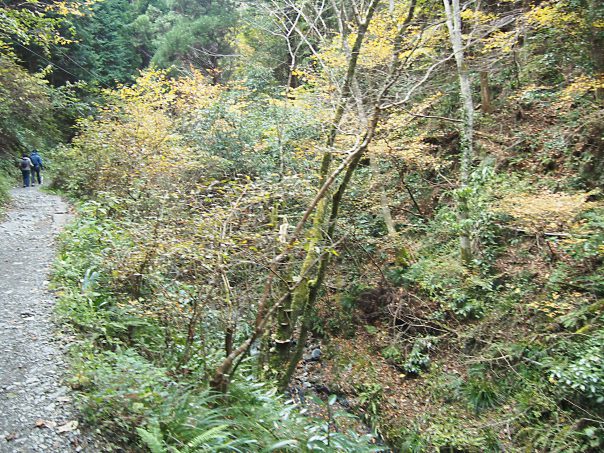 Forest of Trail No.6 in Takaosan