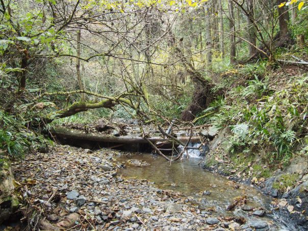 River in Trail No.6