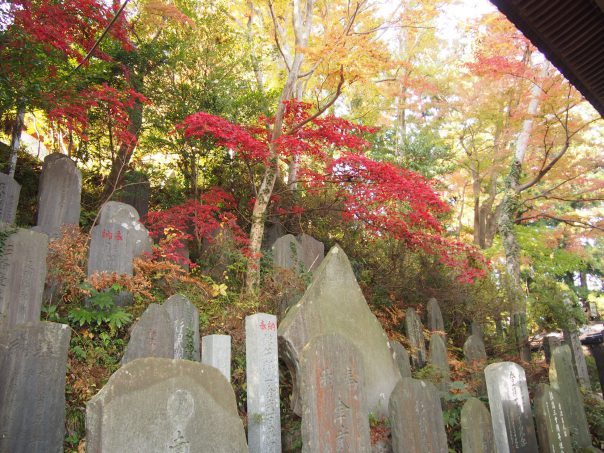 Beautiful Red Autumn Leaves and Stones