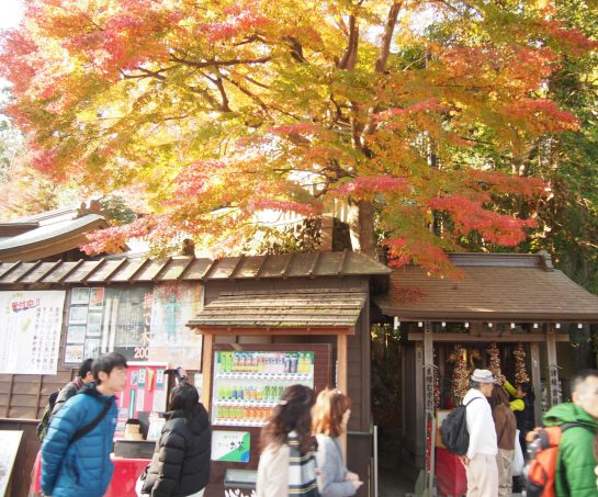 Autumn Leaves and Vending Machine