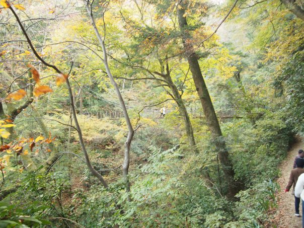 Forest and Miyama Bridge