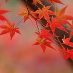 Foliage of Japanese Maple