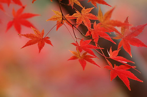 Foliage of Japanese Maple