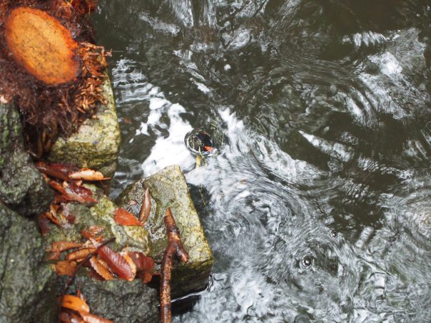 Pond and Rain Drops (Summary Image)