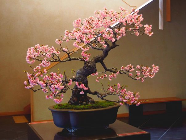 Sakura Bonsai