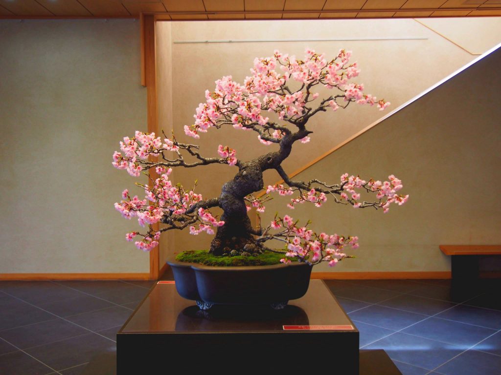 Sakura Bonsai of Omiya Bonsai Art Museum! Joined Gallery Talk Tour, too ...