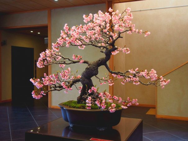 Sakura Bonsai