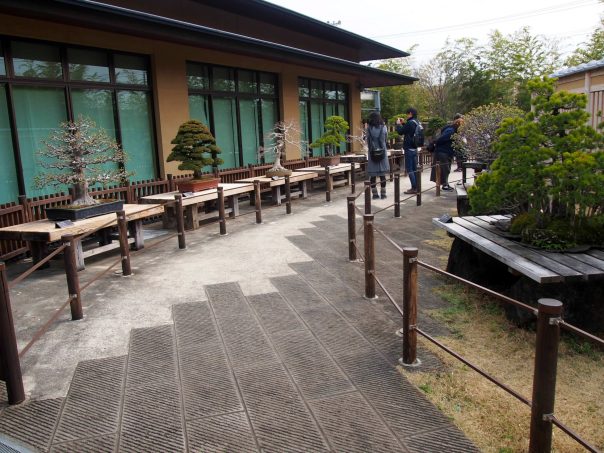 Bonsai Garden