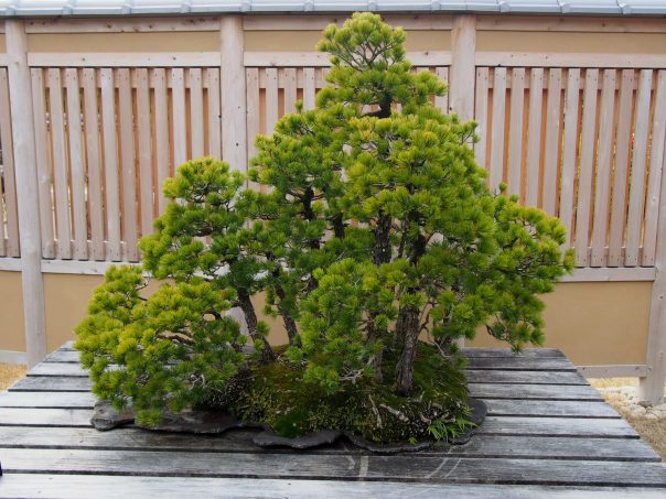 Japanese Five Needle Pine (Goyo-matsu)