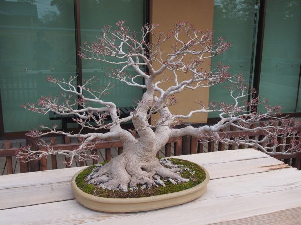 Acer Spicatum (Yama-momiji)