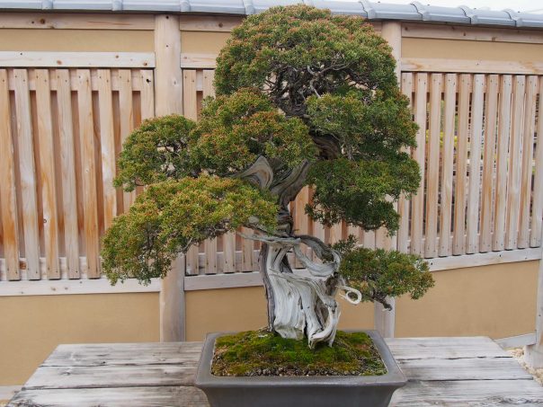 Japanese Juniper (Shippaku)