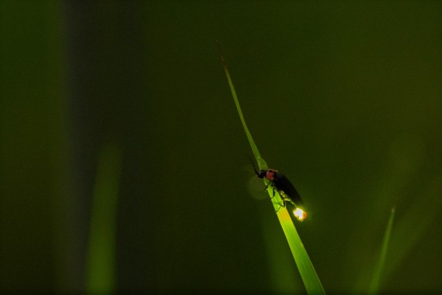 Glow of Fireflies