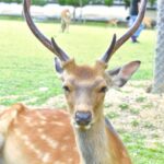 Image of My Deer Friend Nokotan