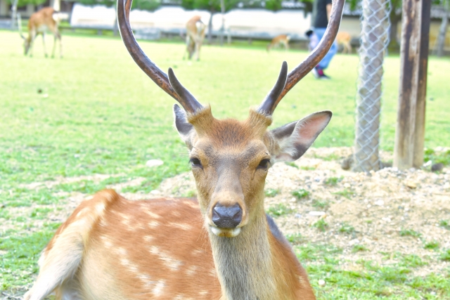 Image of My Deer Friend Nokotan