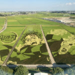Rice Paddy Art of Demon Slayer in Ancient Lotus Park in Gyoda City