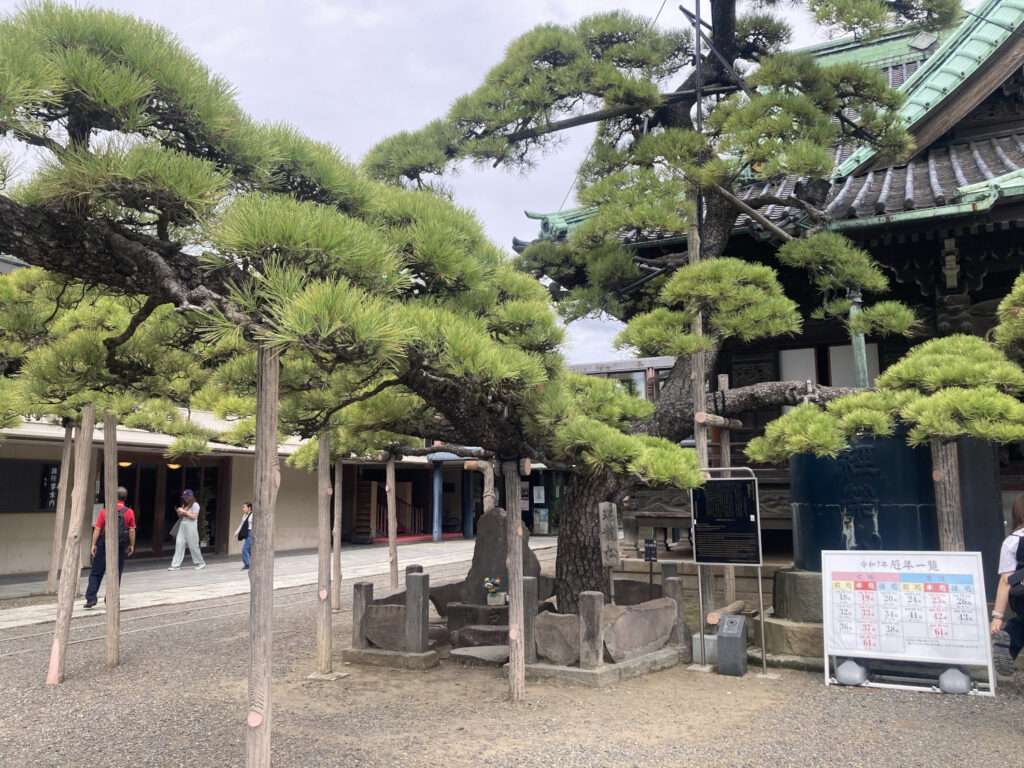 Zuiryu Pine Tree in front of Shibamata Taishakuten